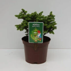 Abies Balsamea 'Piccolo'