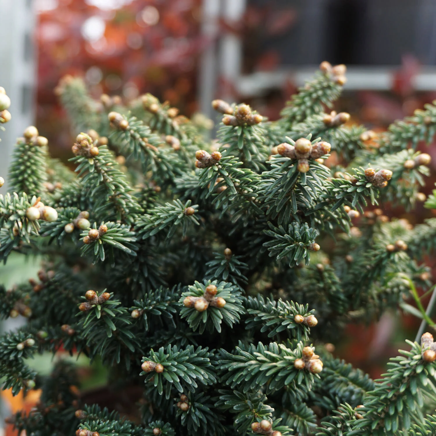 Abies Balsamea 'Piccolo' - Image 2