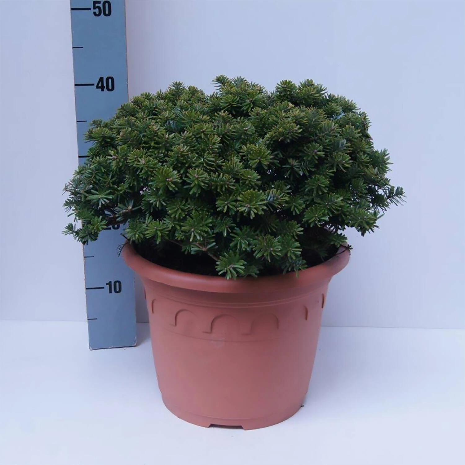 Abies Koreana 'Brillant'
