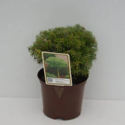 Abies Koreana 'Kristallkugel'