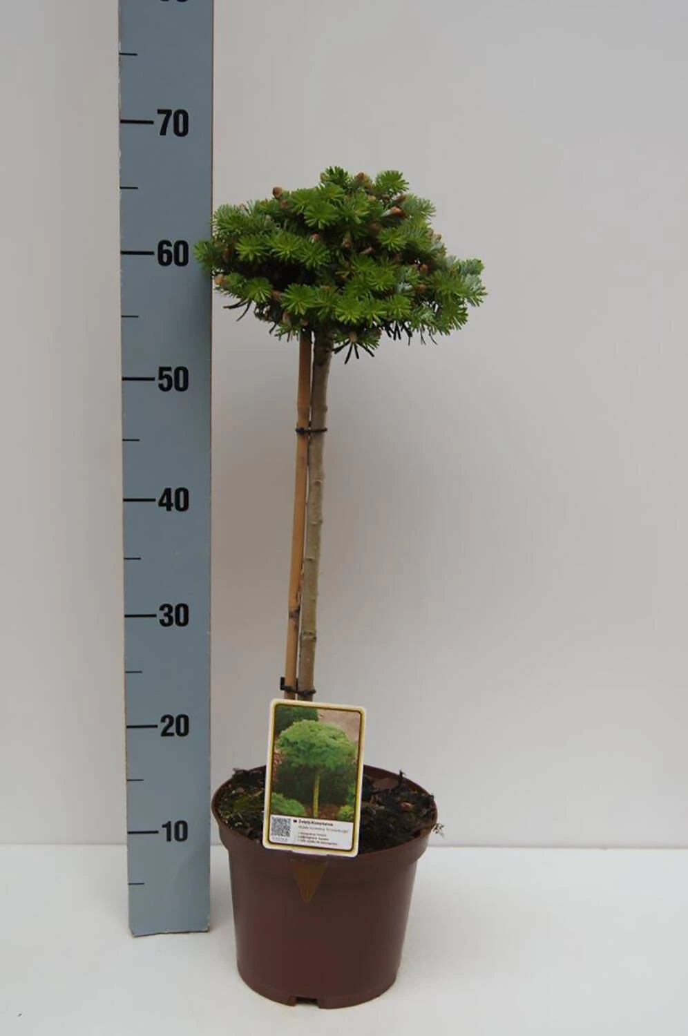 Abies Koreana 'Kristallkugel' - Image 2