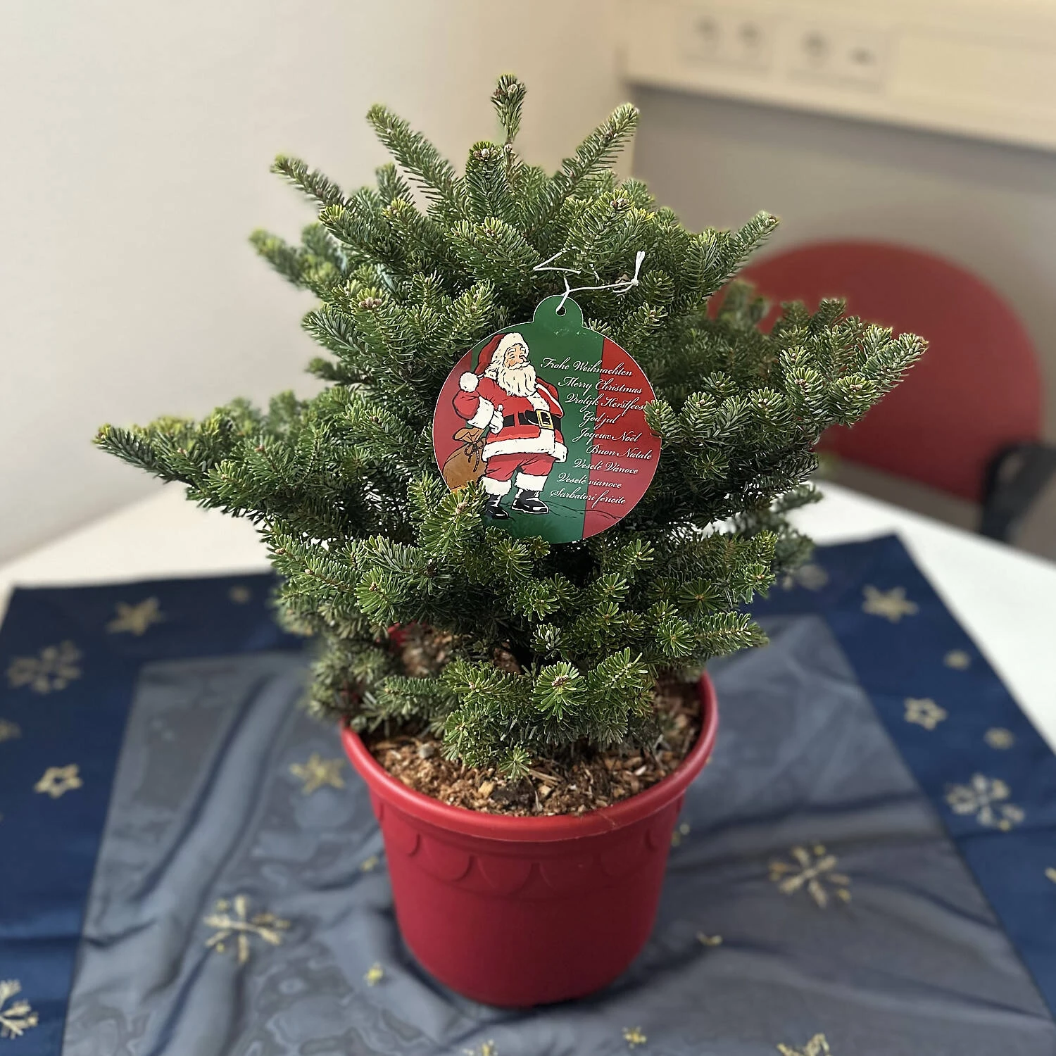 Abies Koreana 'Molli' - Image 2