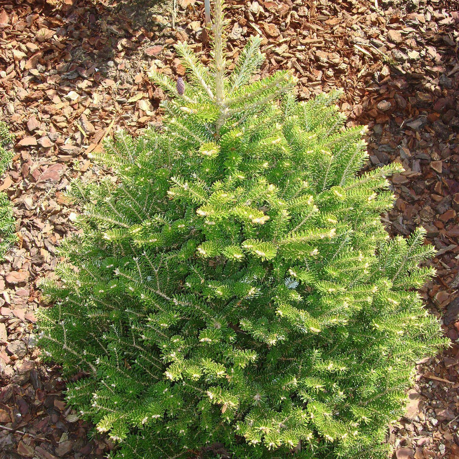 Abies Koreana 'Molli' - Image 3