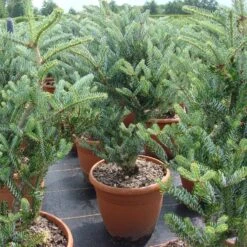 Abies Koreana 'Silberlocke'