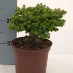 Abies Koreana 'Silberperl'