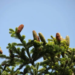 Abies Nordmanniana