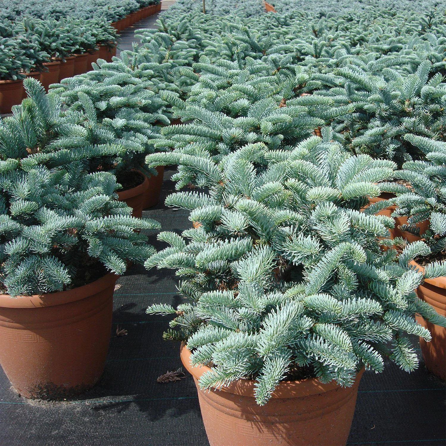 Abies Procera 'Glauca'