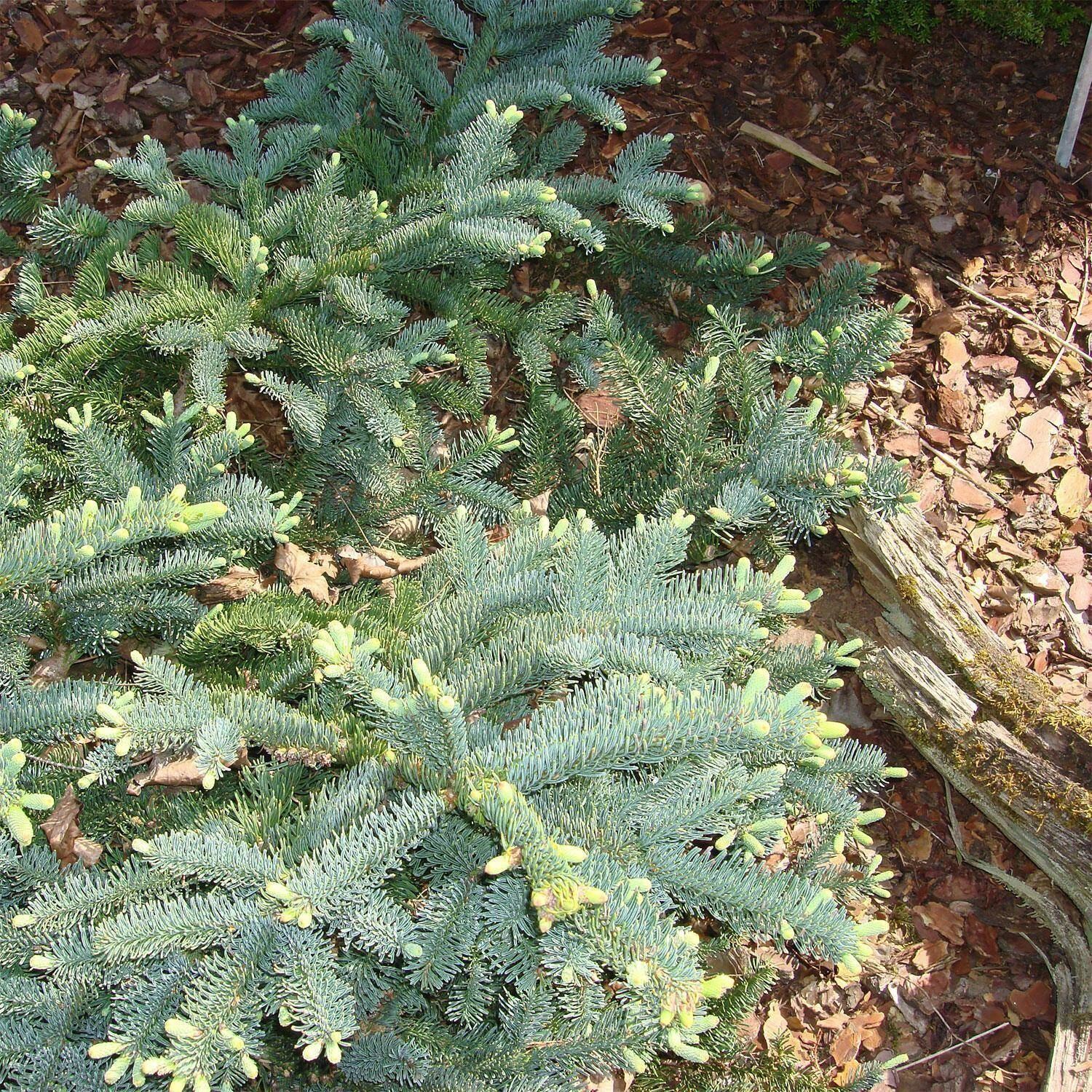 Abies Procera 'Glauca' - Image 2