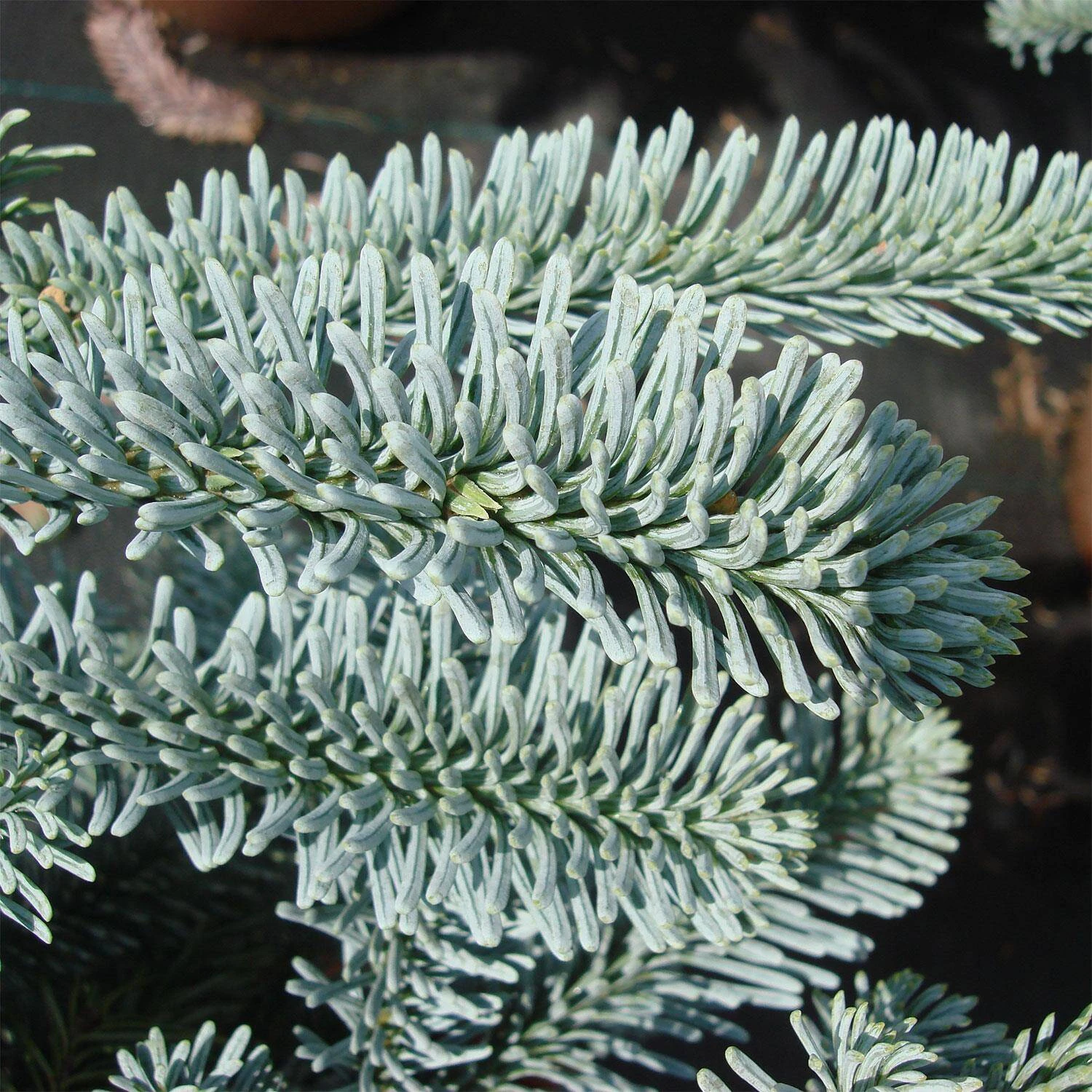 Abies Procera 'Glauca' - Image 3