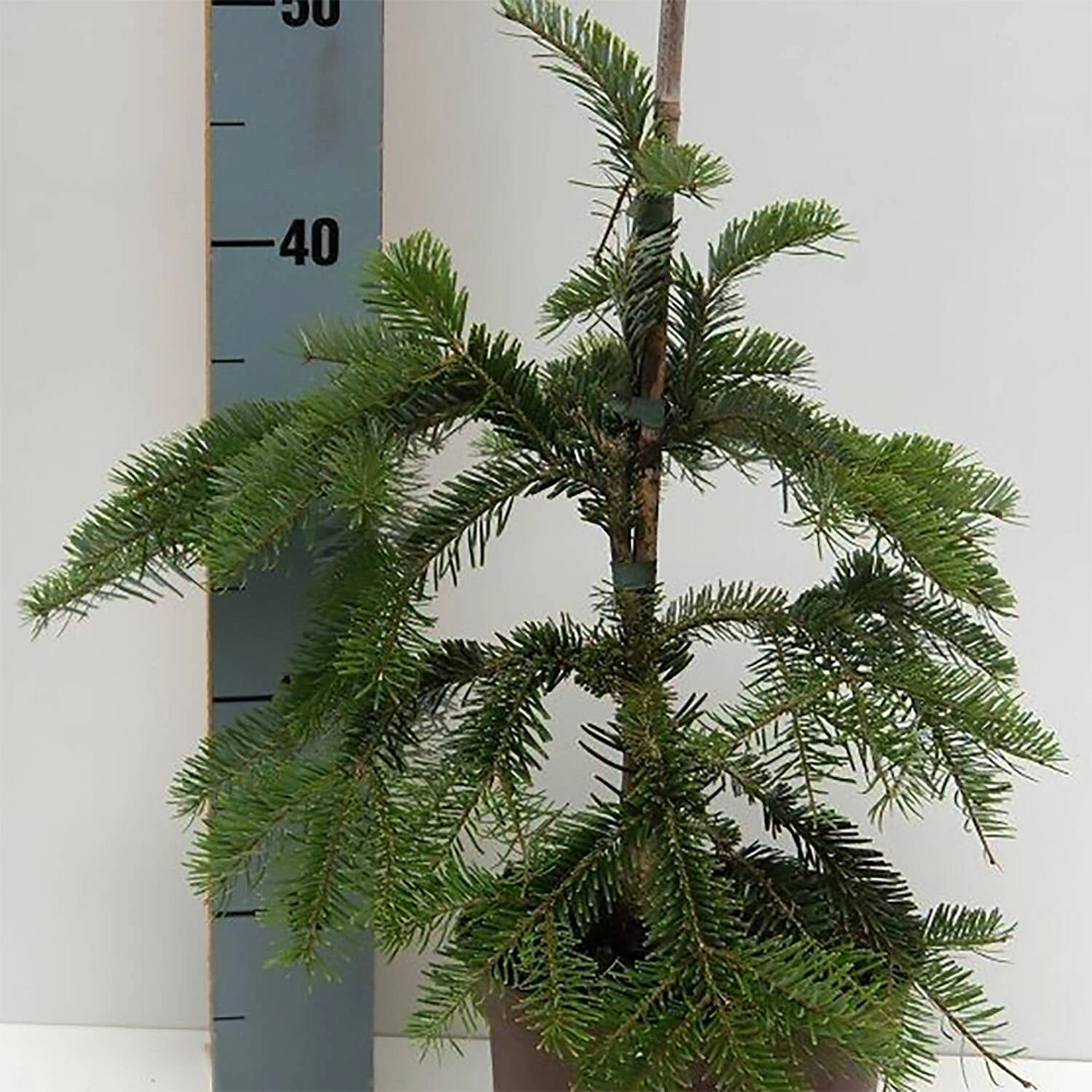 Abies Veitchii 'Pendula'