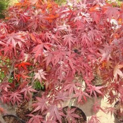 Acer Palmatum 'Atropurpureum'