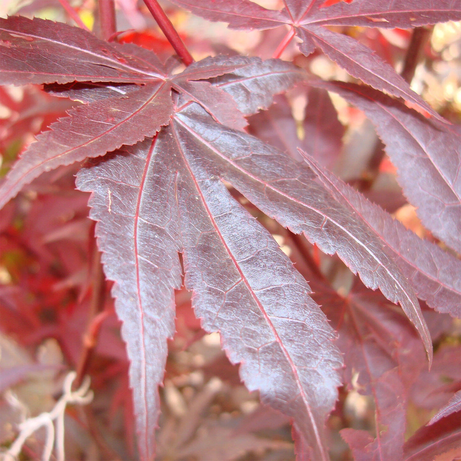 Acer Palmatum 'Atropurpureum' - Image 2