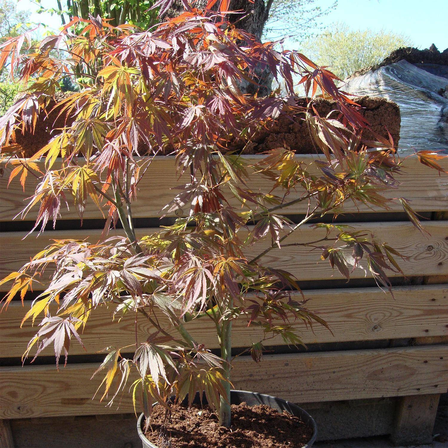 Acer Palmatum 'Atropurpureum' - Image 3