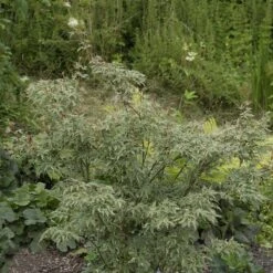 Acer Palmatum 'Butterfly'