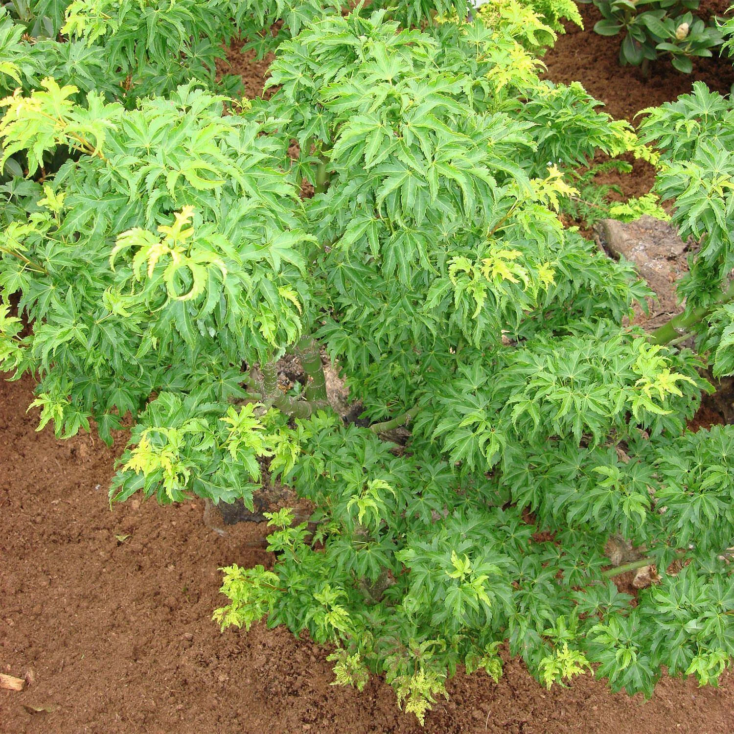 Acer Palmatum 'Crispifolium'