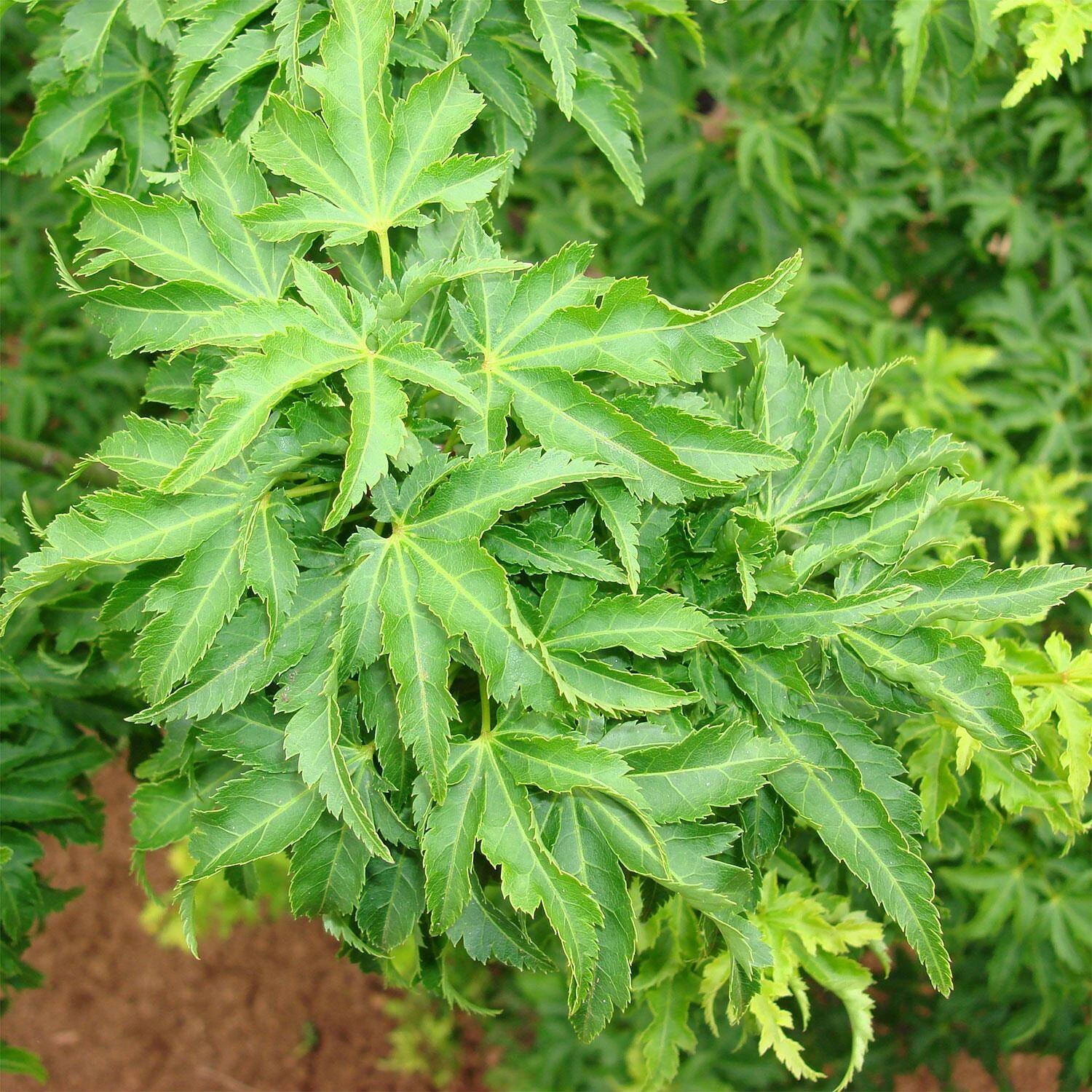 Acer Palmatum 'Crispifolium' - Image 2