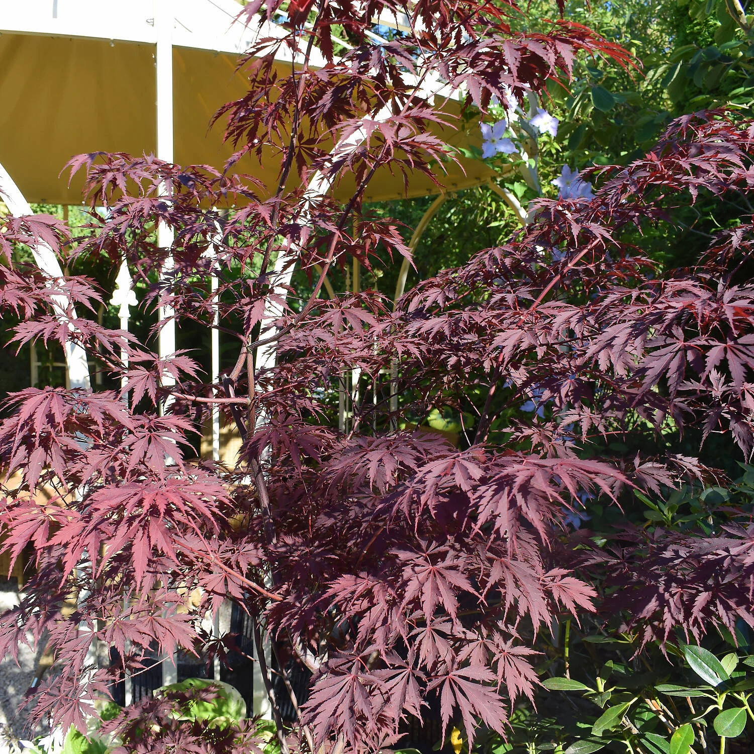 Acer Palmatum 'Dissectum Garnet'