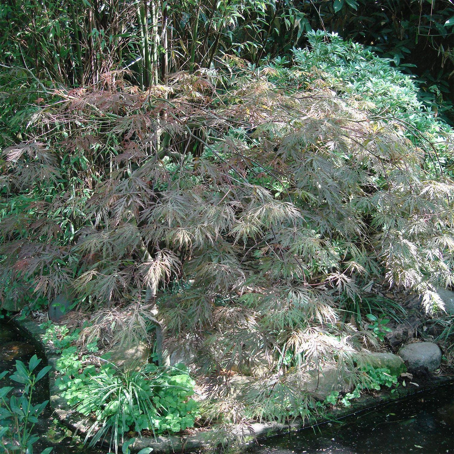 Acer Palmatum 'Dissectum Garnet' - Image 2