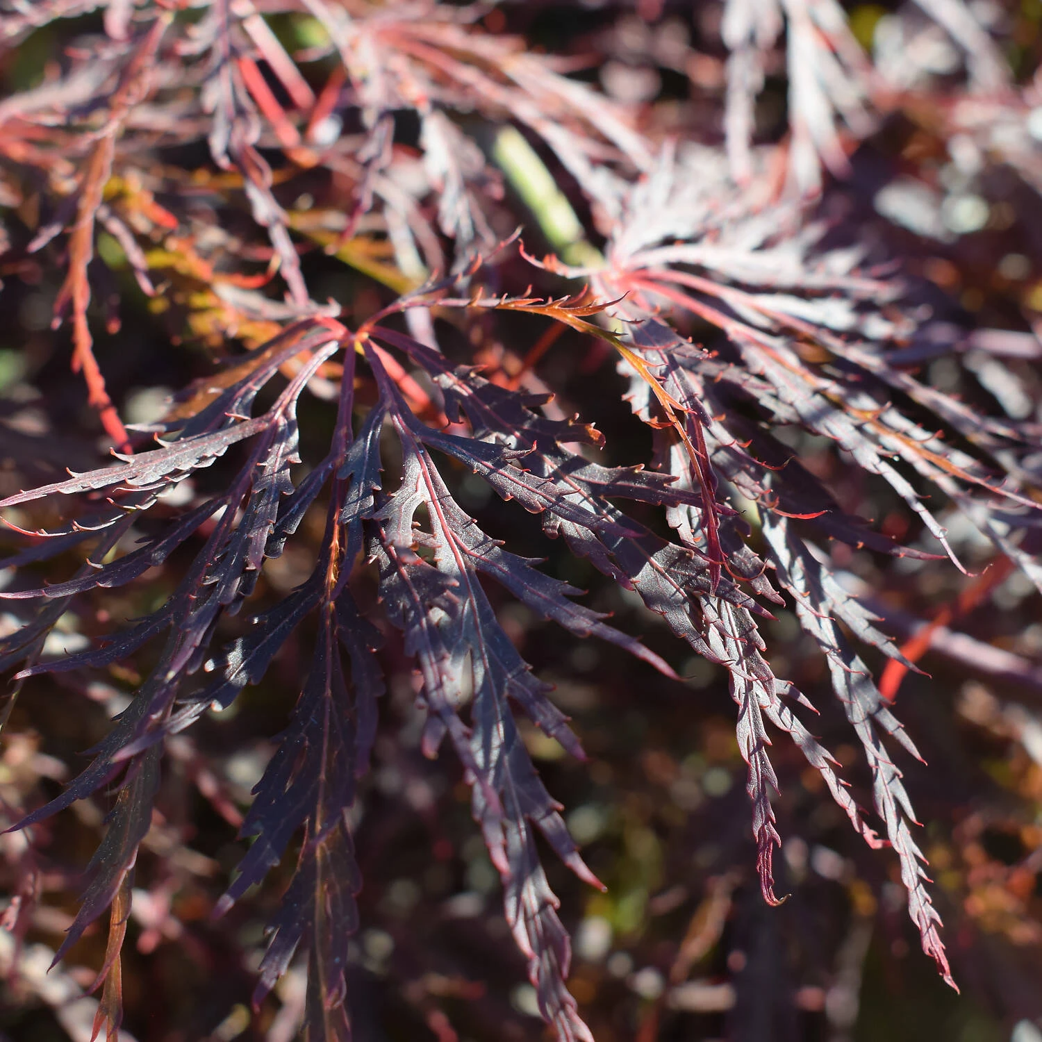 Acer Palmatum 'Dissectum Garnet' - Image 3