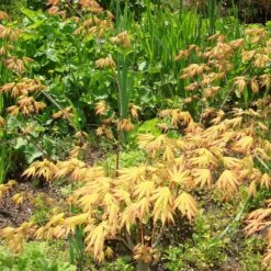 Acer Palmatum 'Green Trompenburg'
