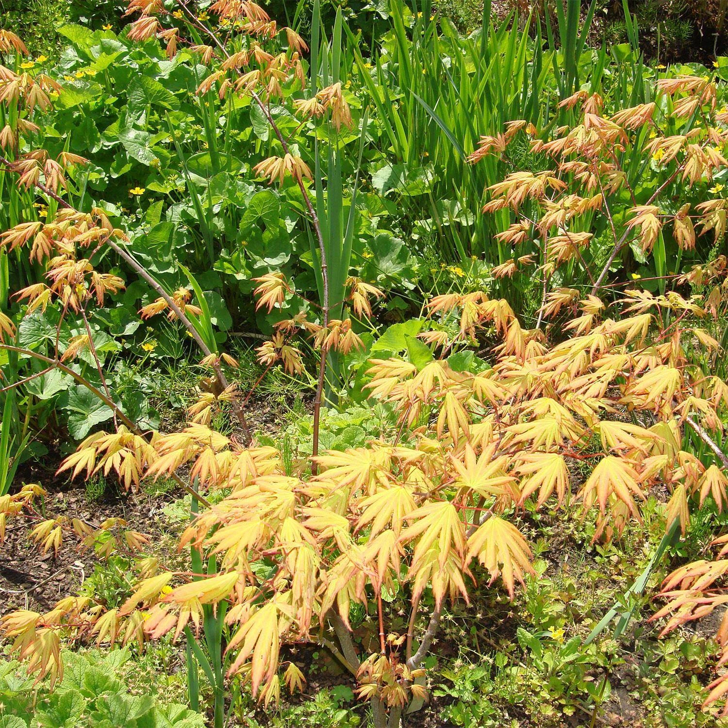 Acer Palmatum 'Green Trompenburg'