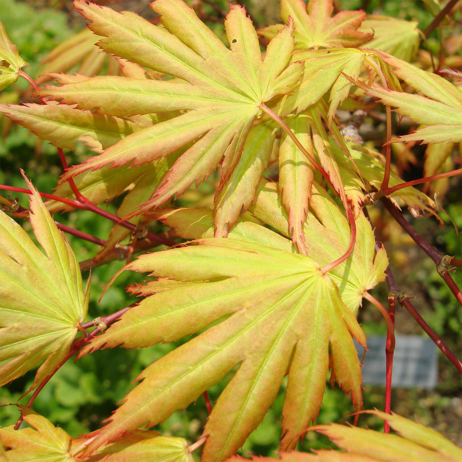 Acer Palmatum 'Green Trompenburg' - Image 2
