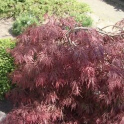 Acer Palmatum 'Inaba Shidare'