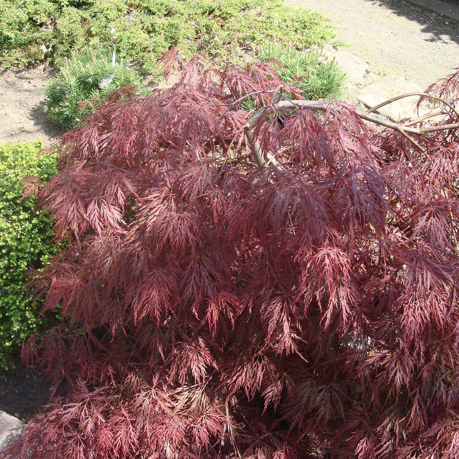Acer Palmatum 'Inaba Shidare'
