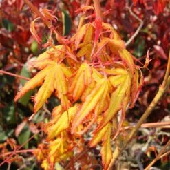 Acer Palmatum 'Katsura'
