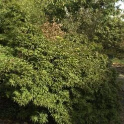 Acer Palmatum 'Mikawa Yatsubusa'