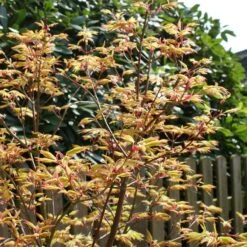 Acer Palmatum 'Orange Dream'