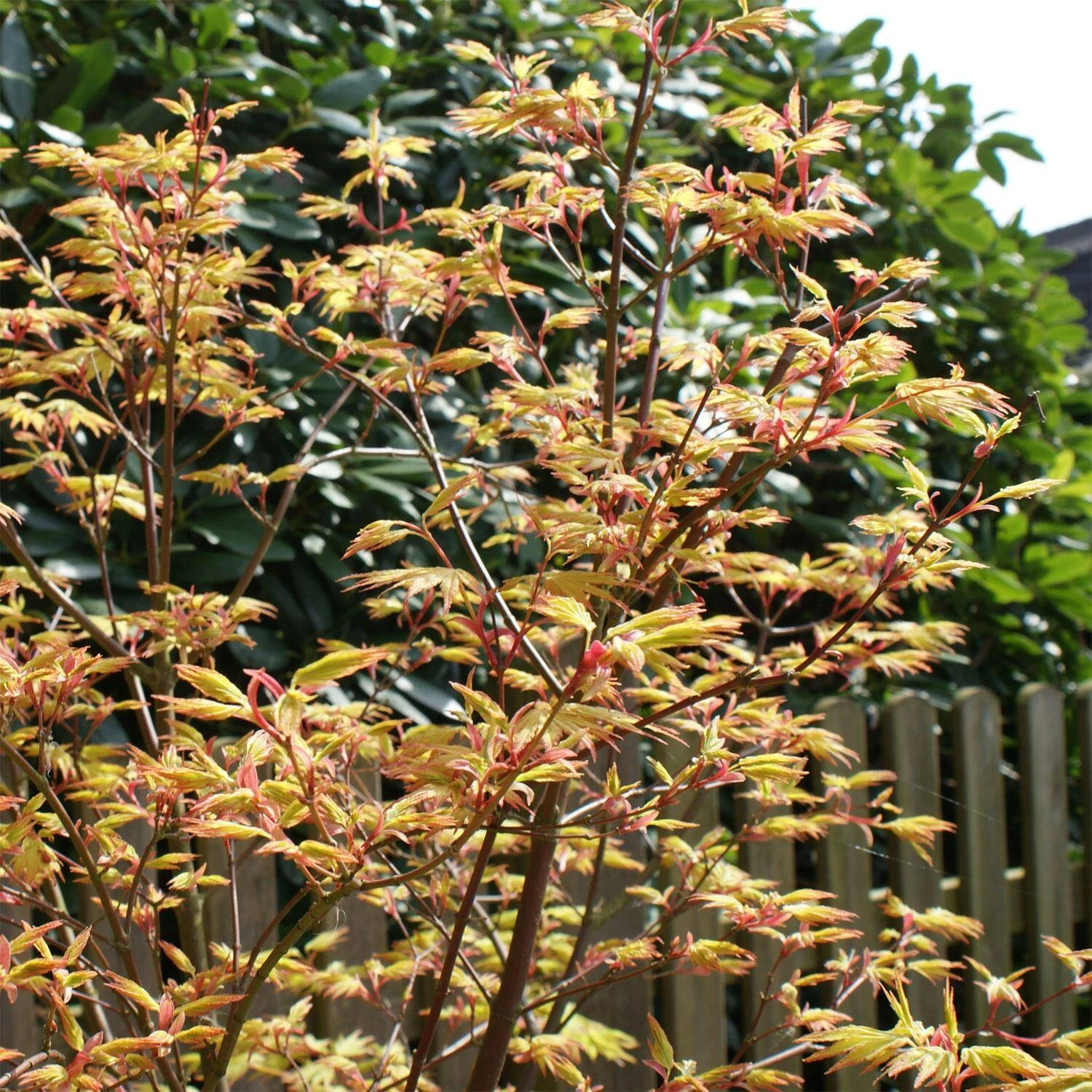 Acer Palmatum 'Orange Dream'
