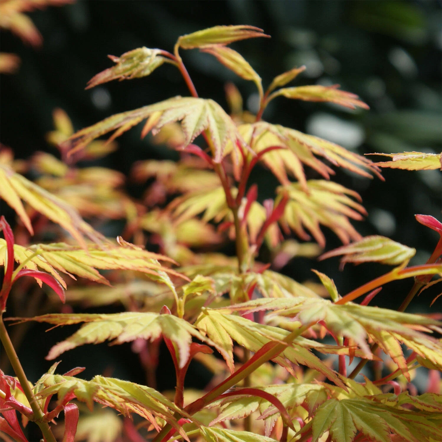 Acer Palmatum 'Orange Dream' - Image 2