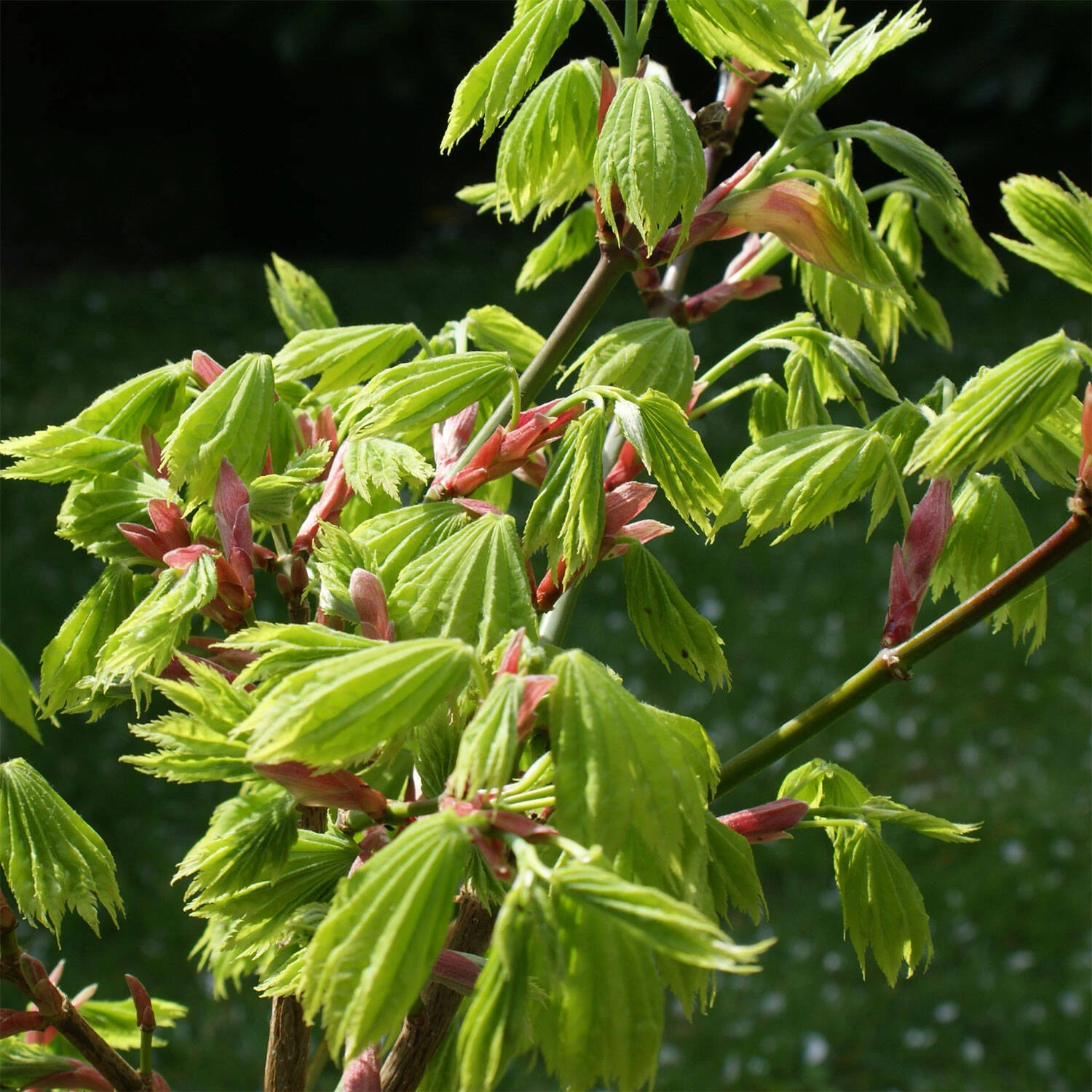 Acer Palmatum 'Orange Dream' - Image 3
