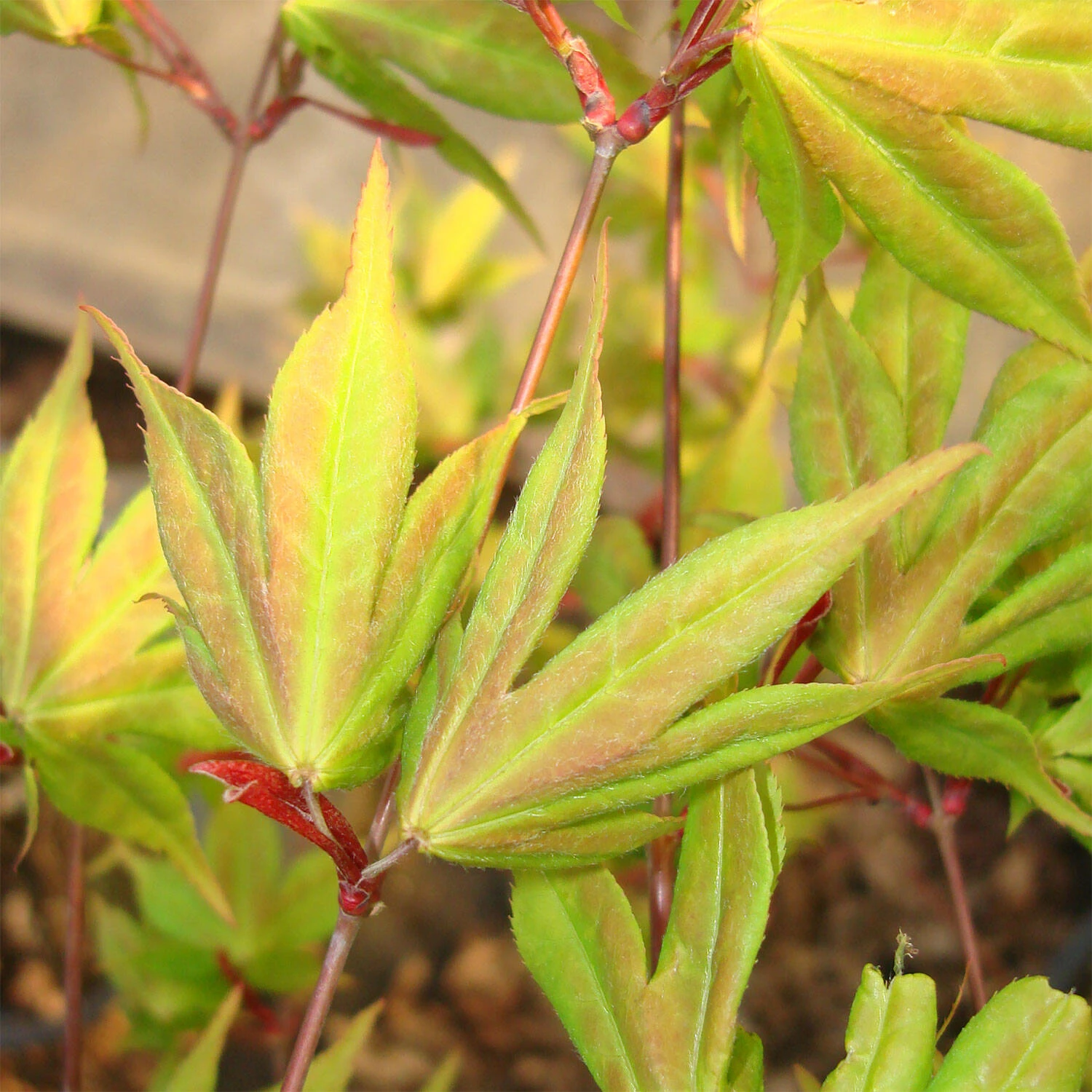 Acer Palmatum 'Osakazuki'