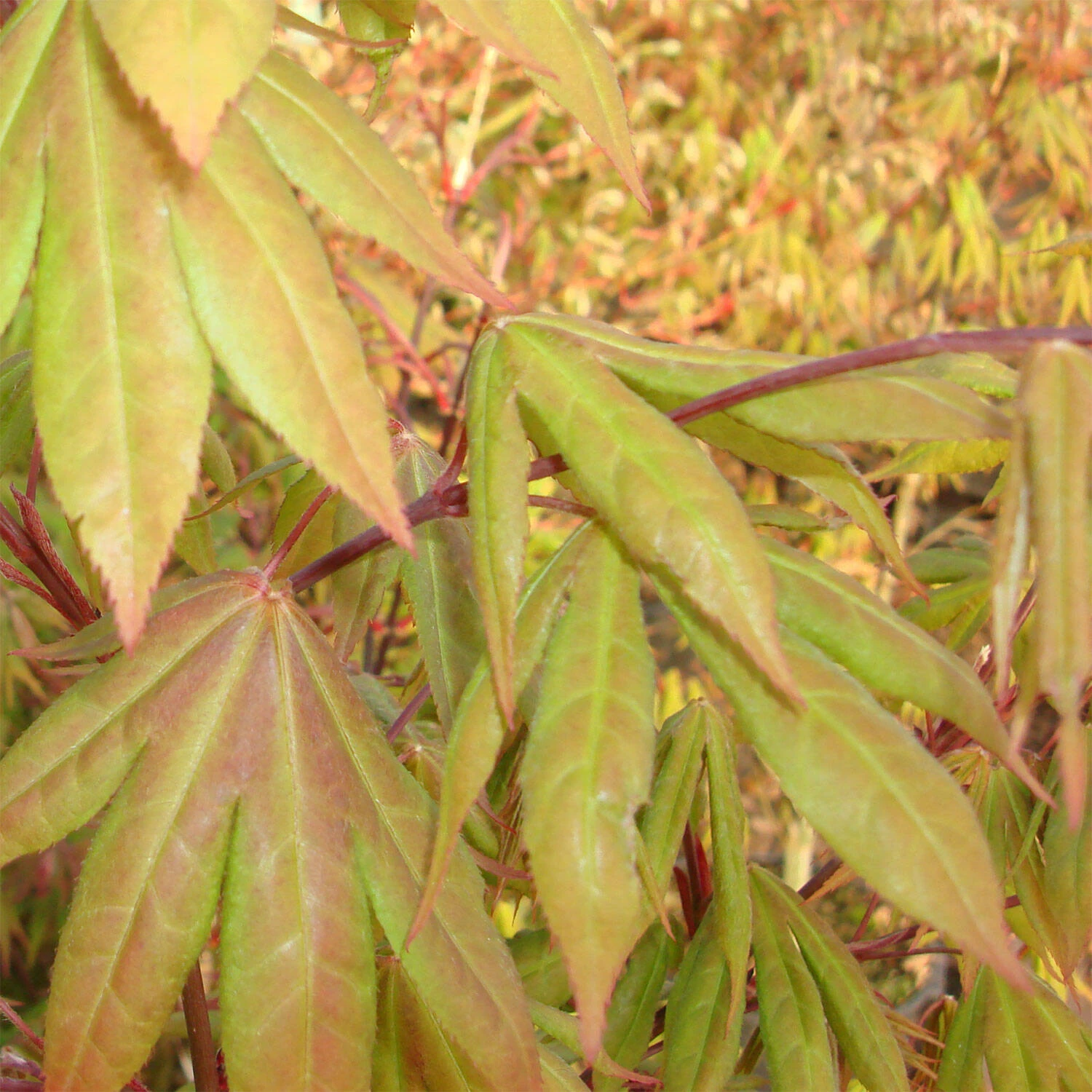 Acer Palmatum 'Osakazuki' - Image 2