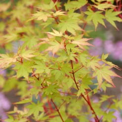 Acer Palmatum 'Sangokaku'