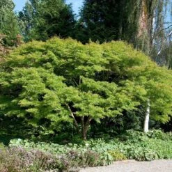 Acer Palmatum 'Seiryu'
