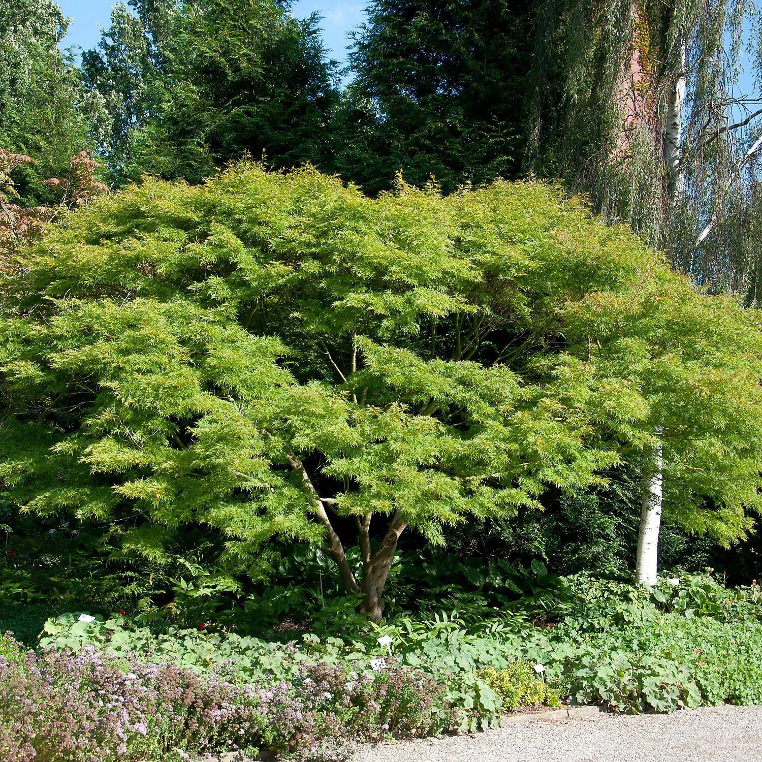Acer Palmatum 'Seiryu'