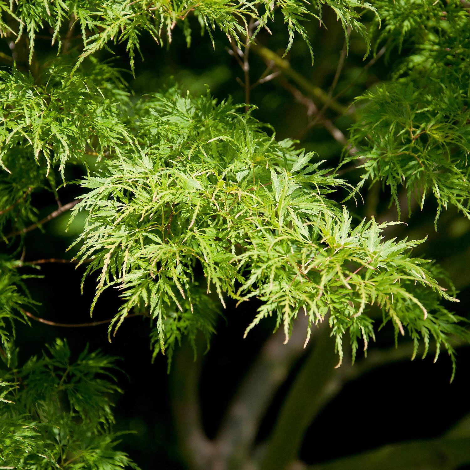 Acer Palmatum 'Seiryu' - Image 2
