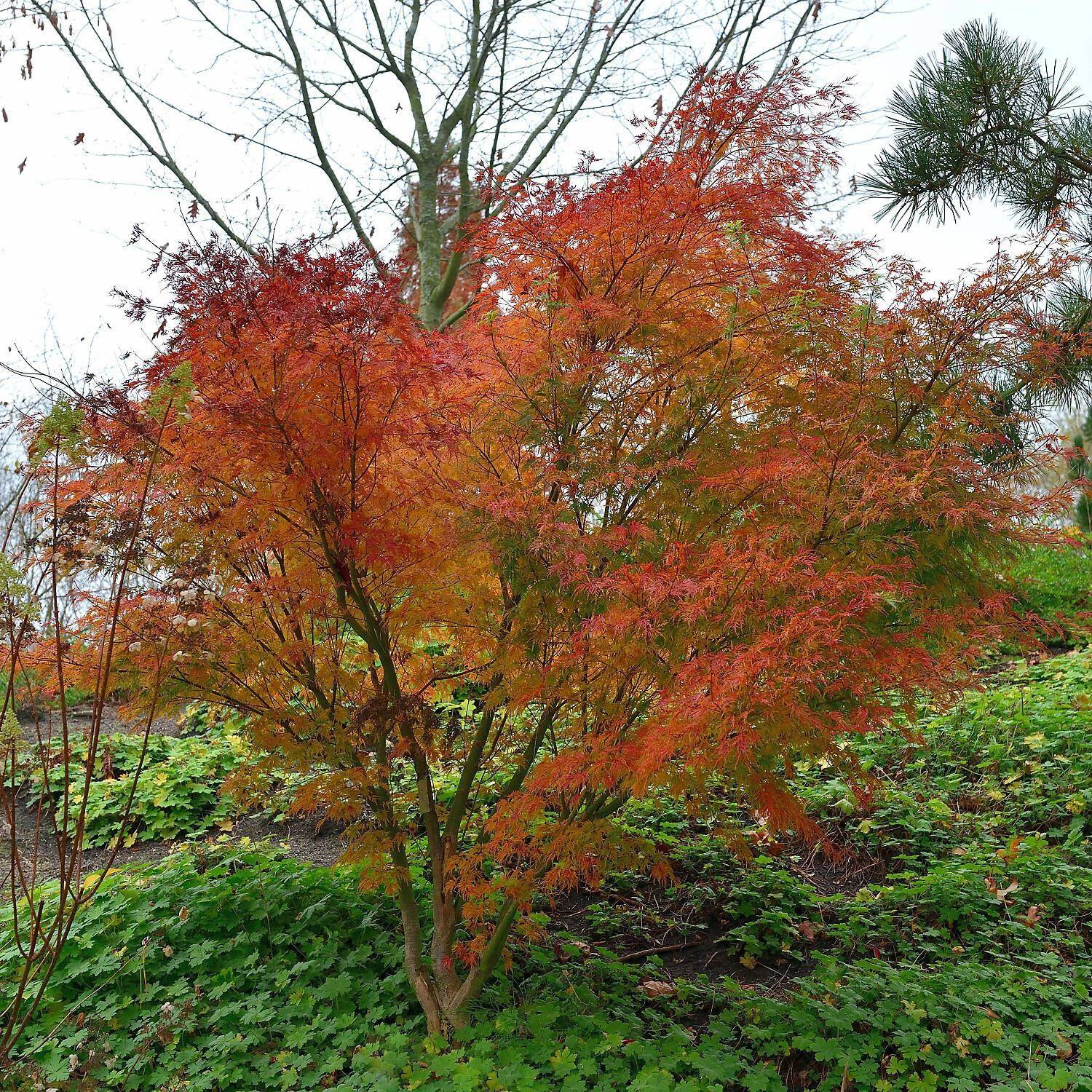 Acer Palmatum 'Seiryu' - Image 3