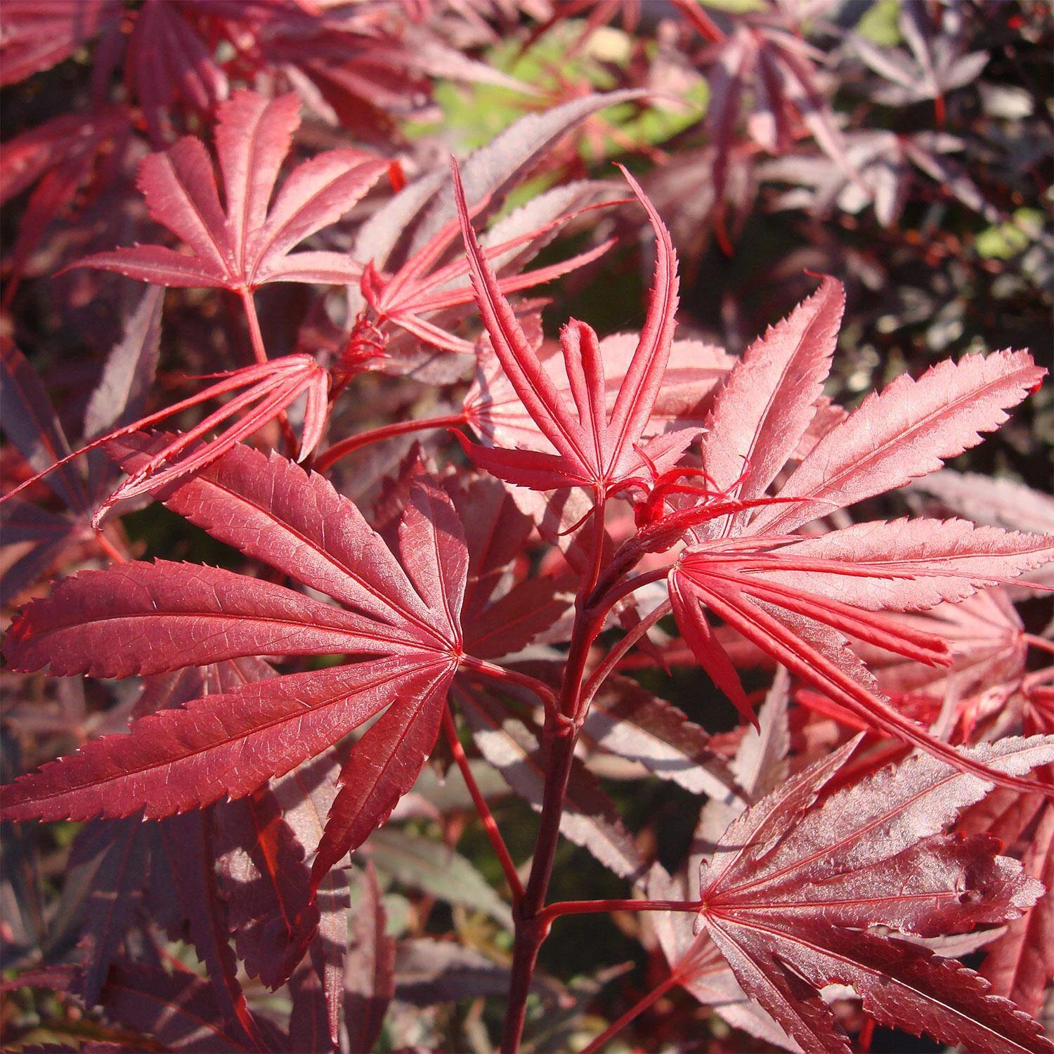 Acer Palmatum 'Shaina' - Image 2