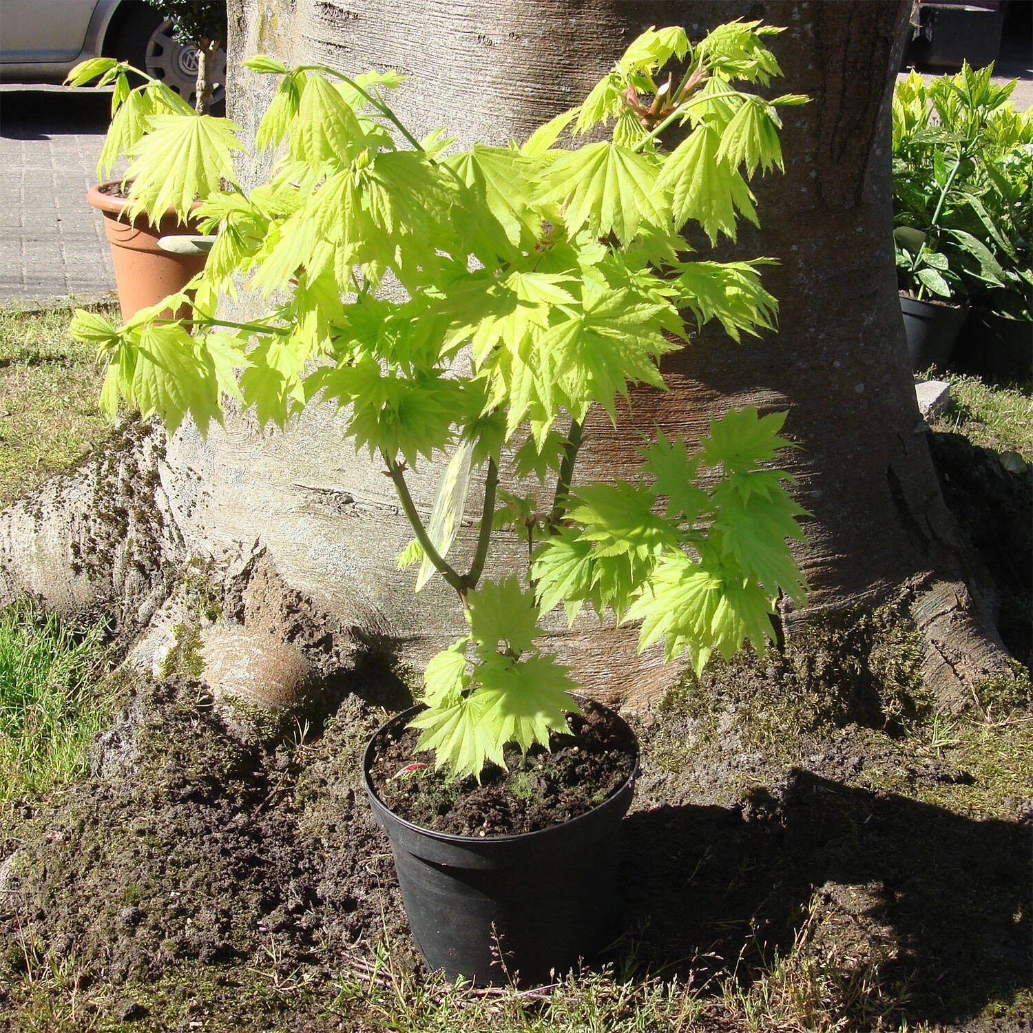 Acer Shirasawanum 'Aureum'