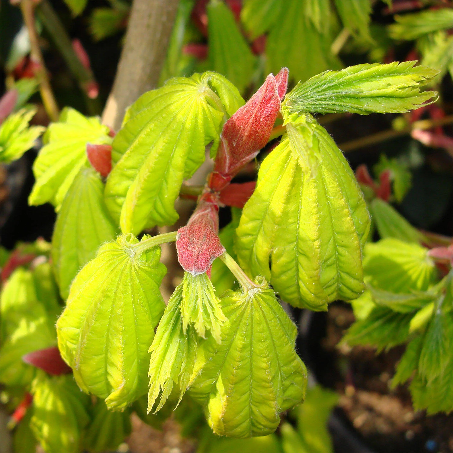 Acer Shirasawanum 'Aureum' - Image 2