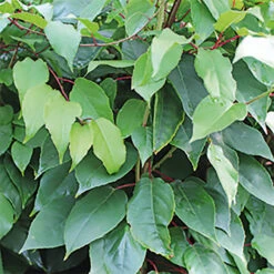 Actinidia Arguta 'Ananasnaya'