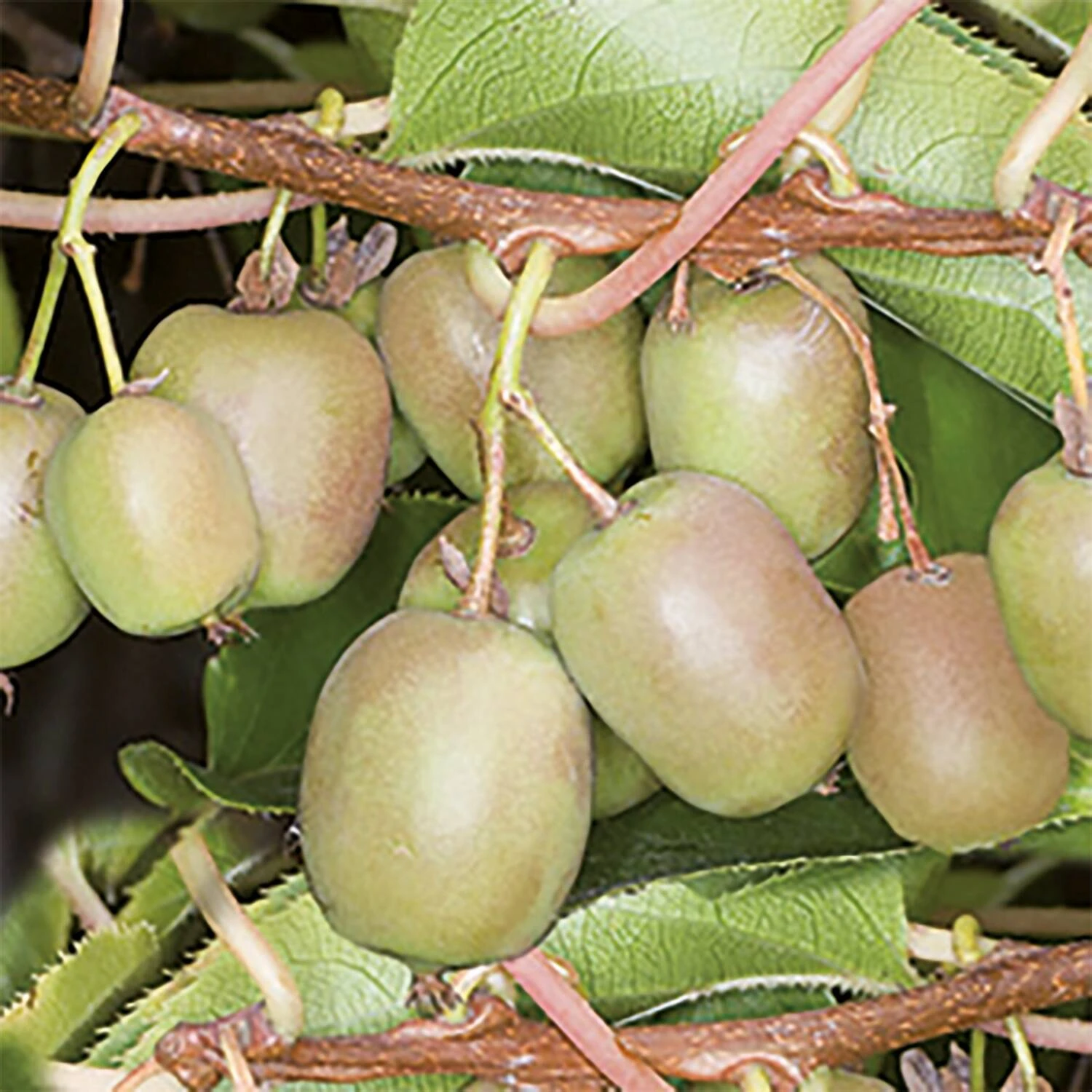 Actinidia Arguta 'Issai'