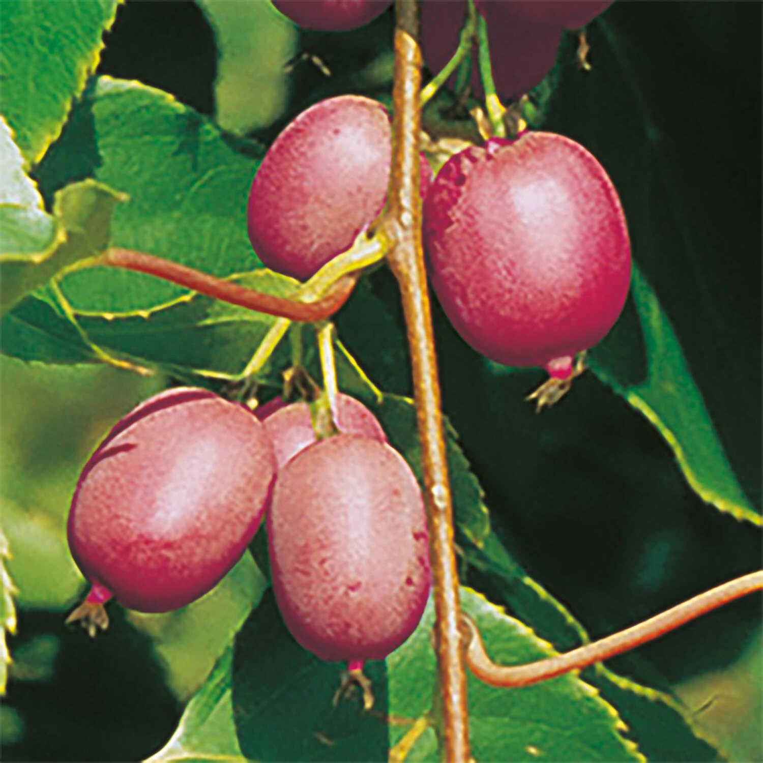 Actinidia Arguta 'Ken's Red'