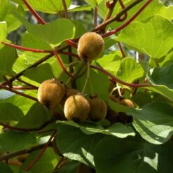 Actinidia Chinensis 'Boskoop'