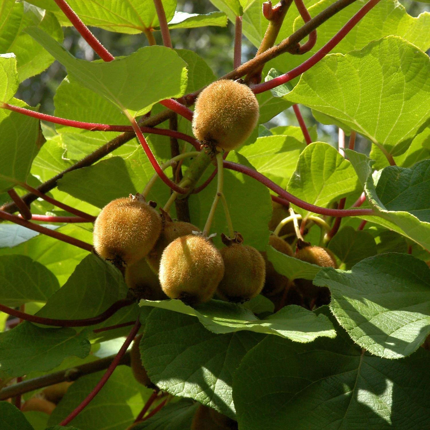 Actinidia Chinensis 'Boskoop'