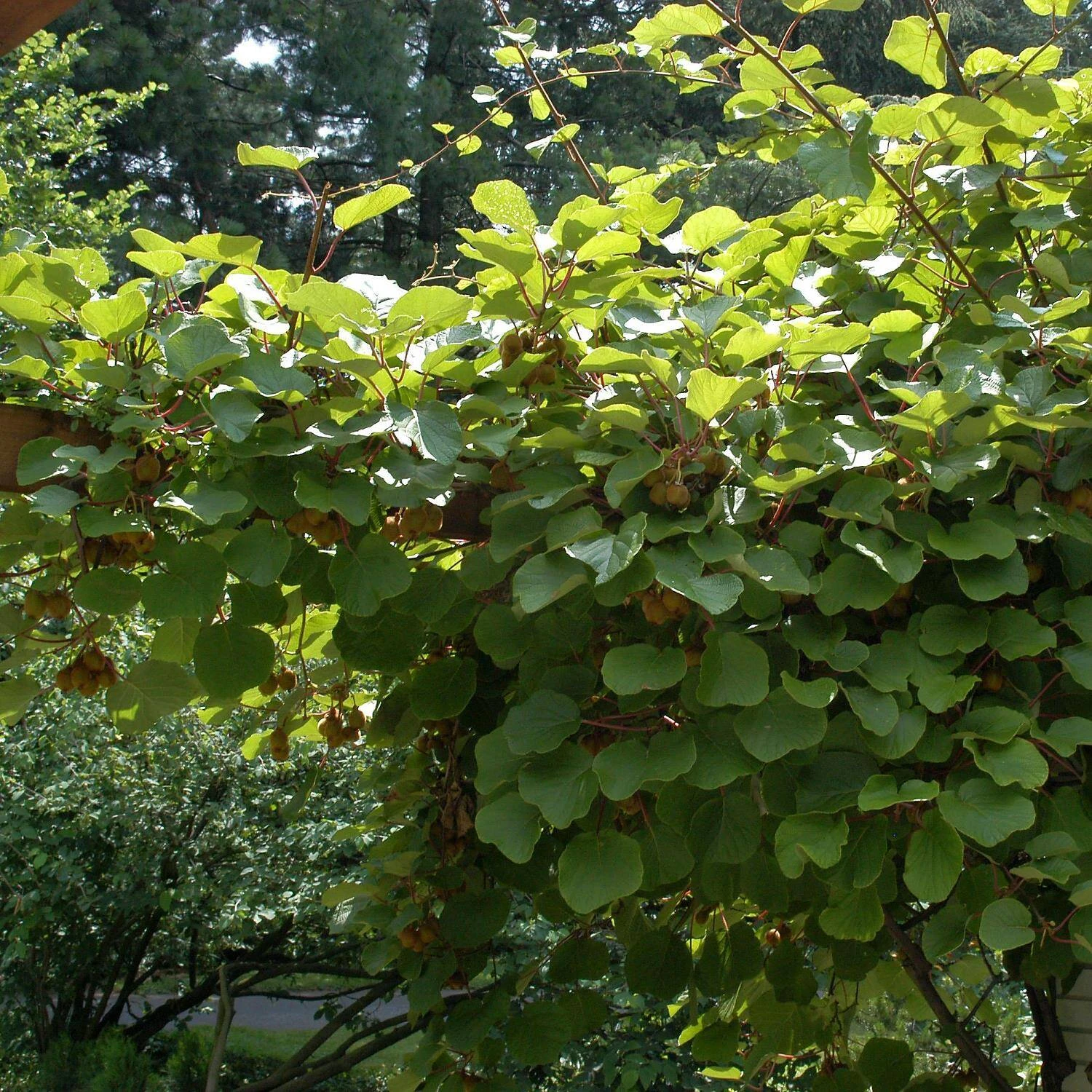Actinidia Chinensis 'Boskoop' - Image 2